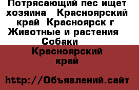 Потрясающий пес ищет хозяина - Красноярский край, Красноярск г. Животные и растения » Собаки   . Красноярский край